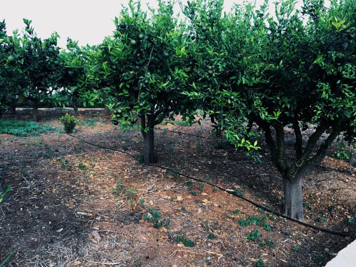 מרסאלה B&B Zagara מראה חיצוני תמונה
